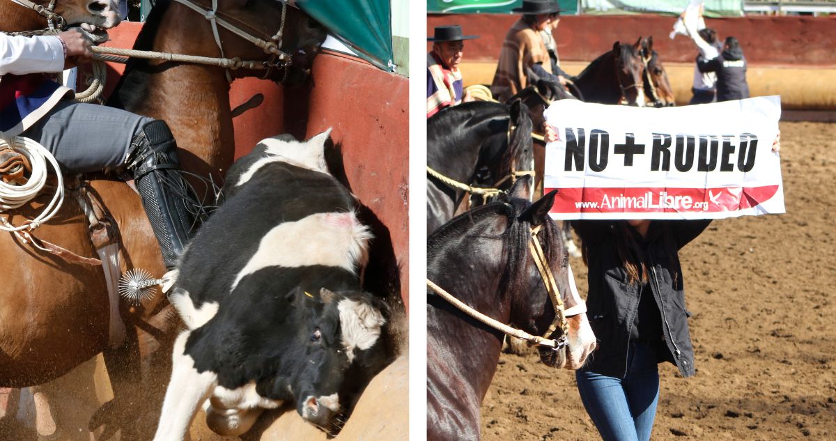 Federación de Rodeo no se quienta por petición de ONG para que no sea considerado deporte nacional