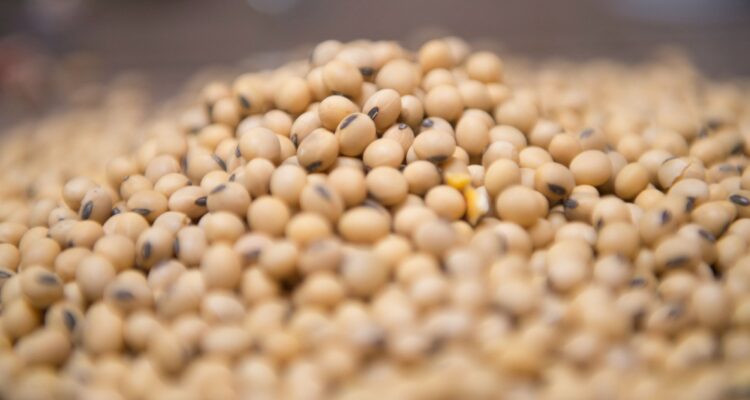 Las ventas argentinas de soja se disparan tras la adopción del “dólar soja”