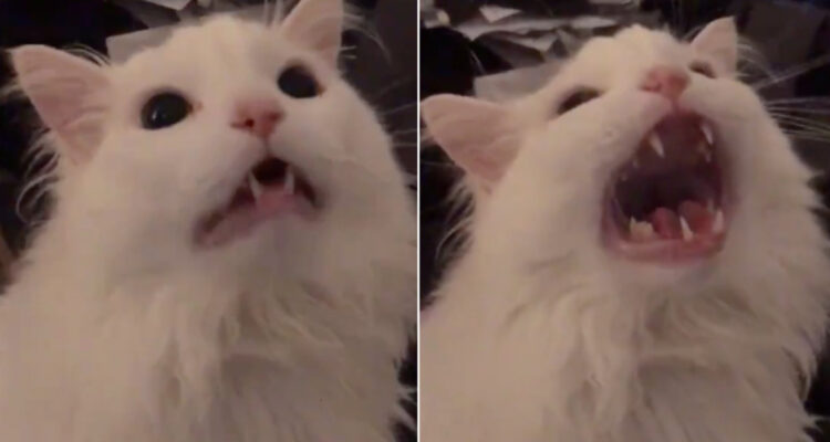 El gato Thurston Waffles en su icónico meme de redes sociales.