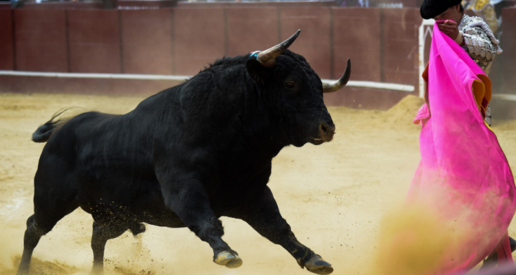 Toro mata a carnicero