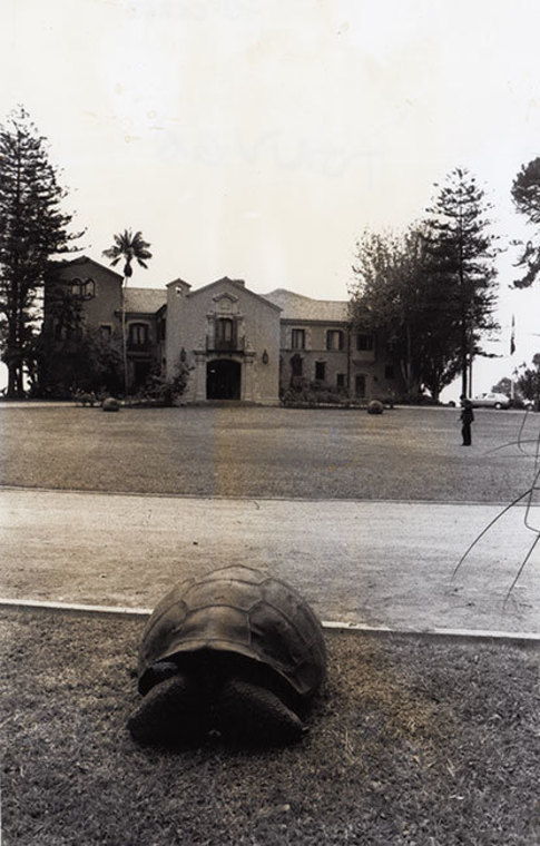Tortuga gigante en el Palacio de Cerro Castillo