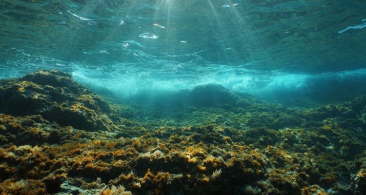 Bacterias hunden el co2 en el fondo del mar
