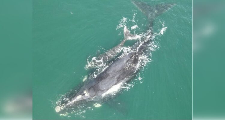 Avistamiento de ballena franco azul