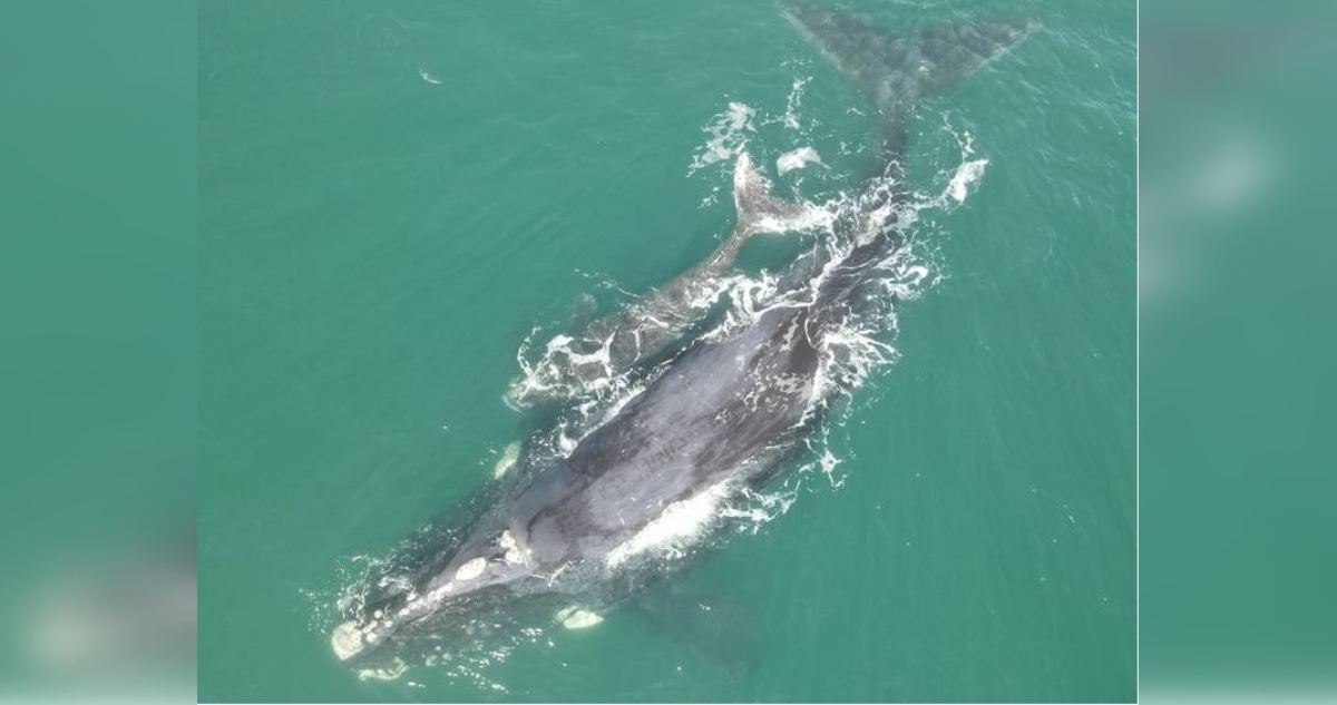 Avistamiento de ballena franco azul