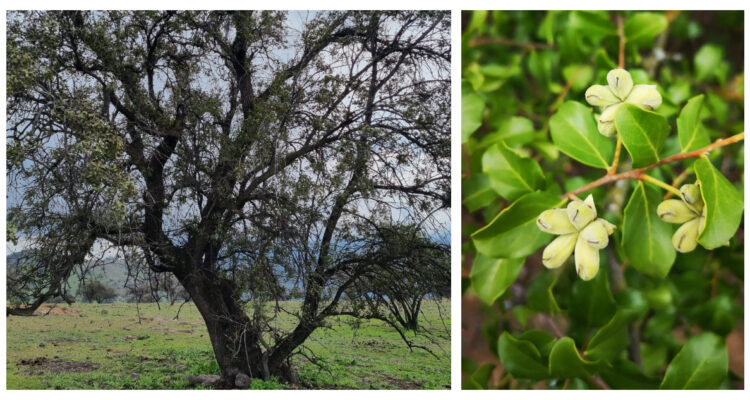 Thomas Koplow Villavicencio y Darío de la Fuente vía iNaturalist