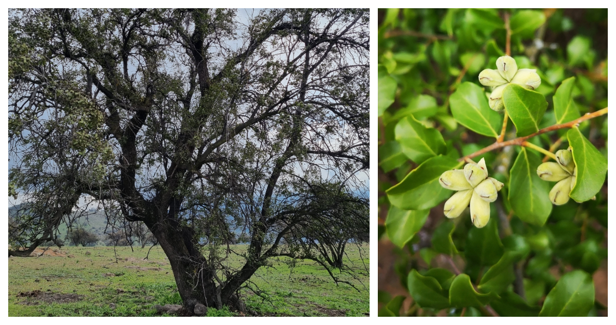 Thomas Koplow Villavicencio y Darío de la Fuente vía iNaturalist