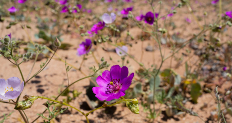 Desierto de Atacama
