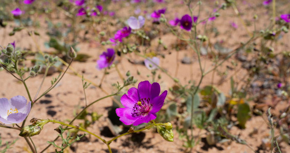 Desierto de Atacama