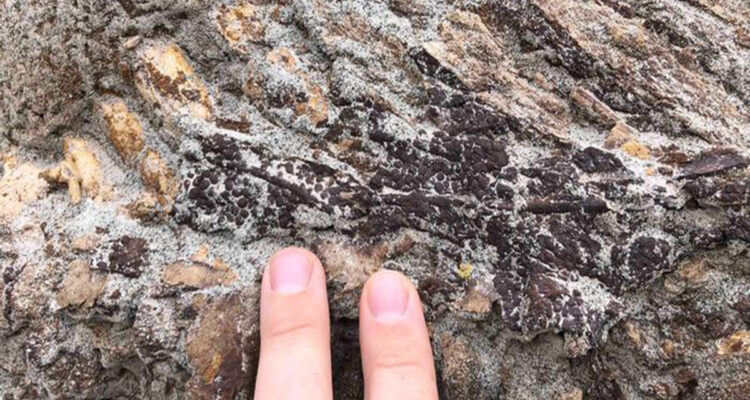 Detalle de las vértebras de la cola con restos de piel