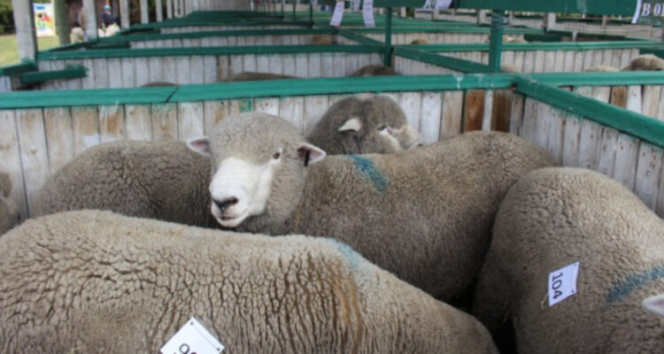 Pronostican corderos más flacos y escasos en Magallanes