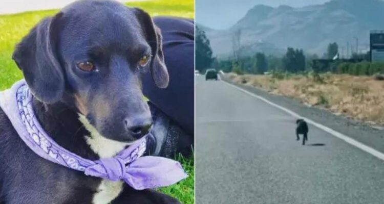 final-feliz-perrito-abandonado-blacky