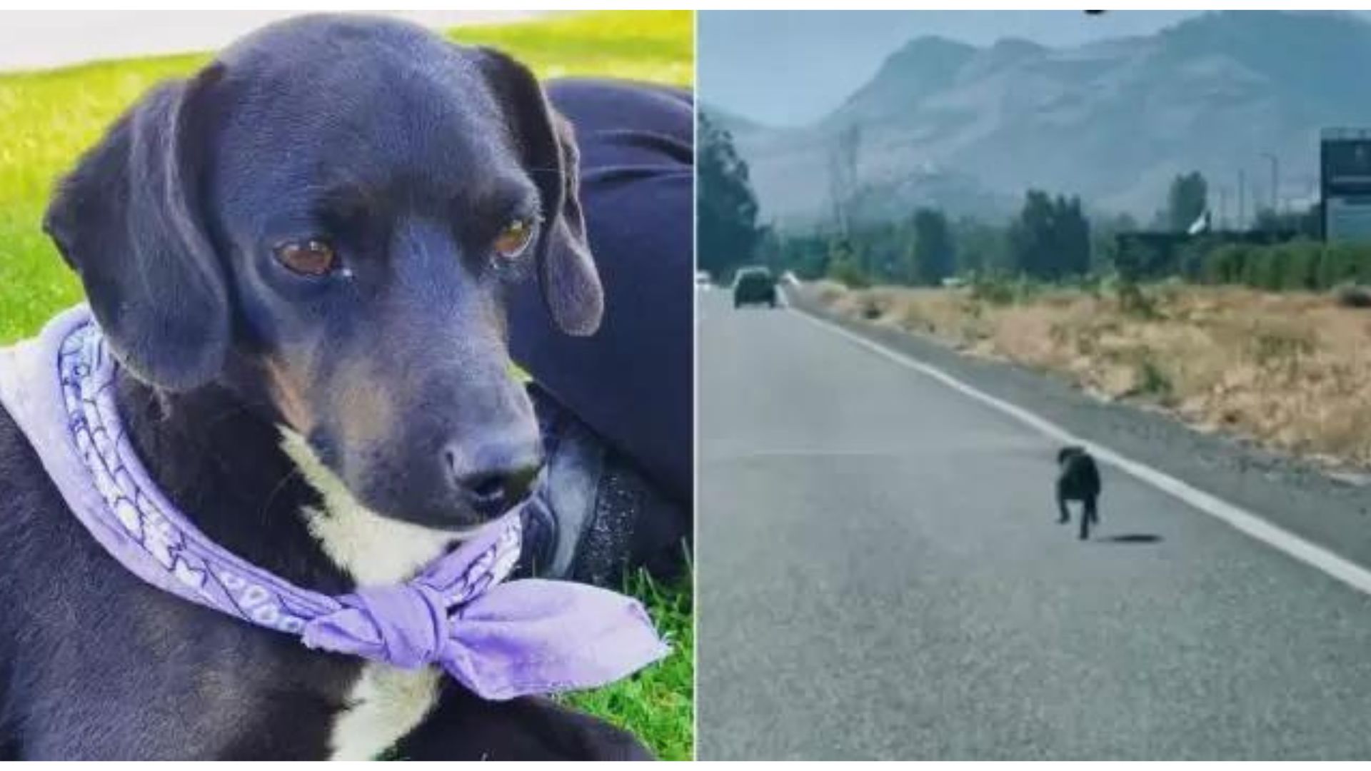 inalámbrico barato marioneta Blacky tiene nuevo hogar: perrito abandonado en carretera de Colina tuvo un  final feliz | Sociedad | BioBioChile