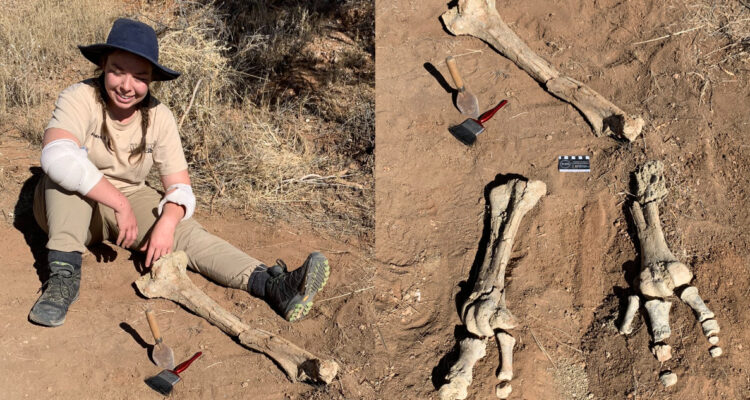 Restos fósiles del ave más grande del mundo