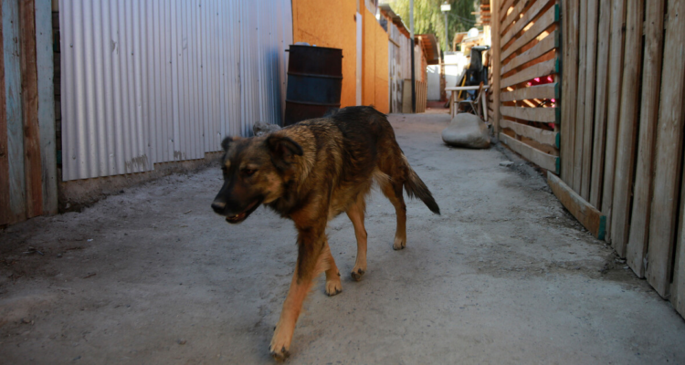 Fundación animalista interpone querella por maltrato animal