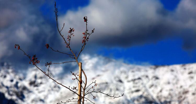 Fundación El Árbol