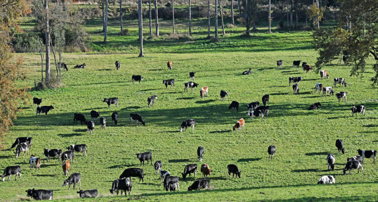 Forestal Arauco confía en la justicia para resolver caso de fundo reclamado por familia Mapuche