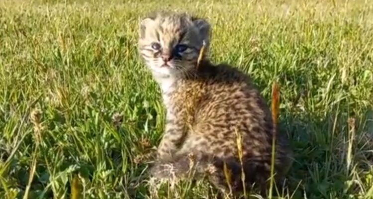 guiña-encontrada-evoluciona-favorablemente