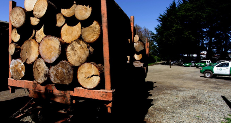 Incautan madera robada en ruta Victoria Traiguén