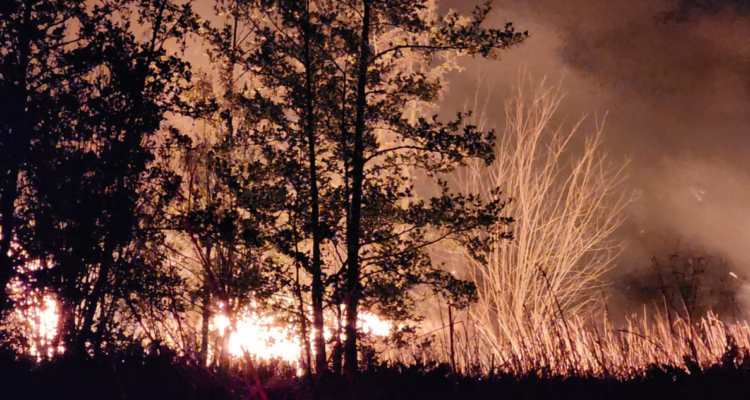 Vecinos no descartan intencionalidad de incendio que destruyó humedal protegido en Valdivia