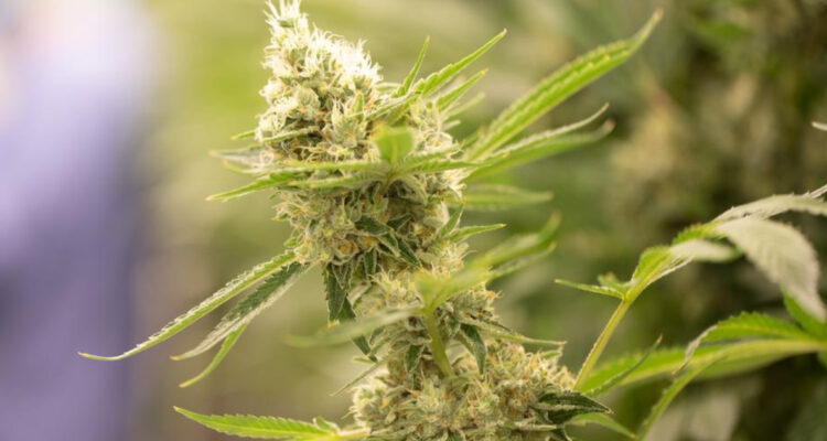 Legalización del cannabis avanza en Alemania: solo falta el cómo y el cuándo