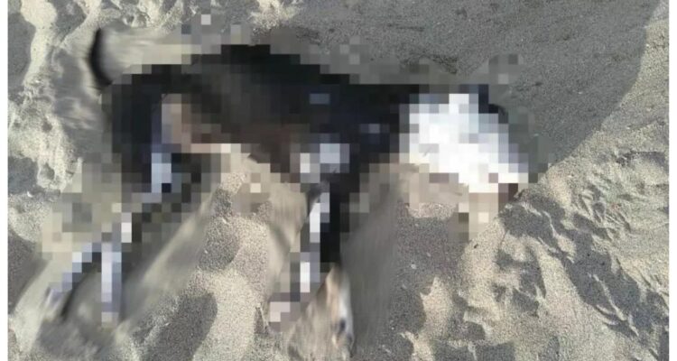 maltrato-animal-perrito-pitbull-playa-el-trocadero