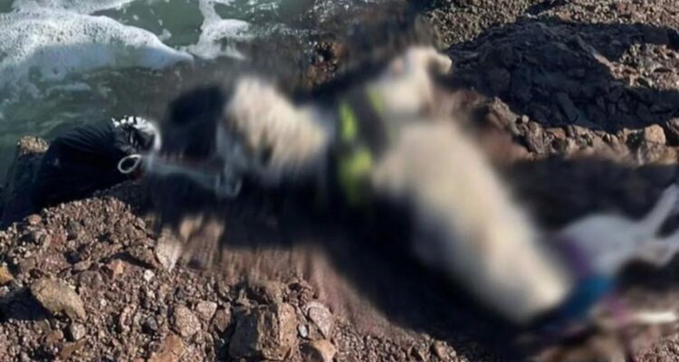 maltrato-animal-perrito-antofagasta