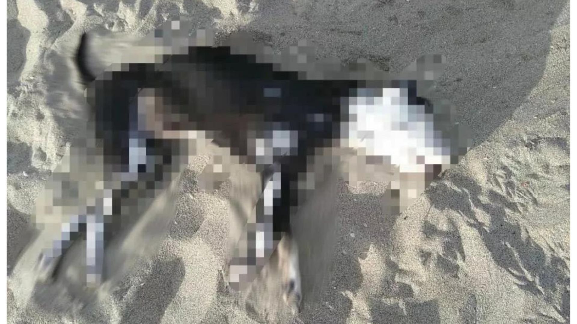 maltrato-animal-perrito-pitbull-playa-el-trocadero