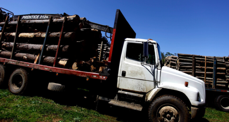 Mapuches imputados por robo de madera