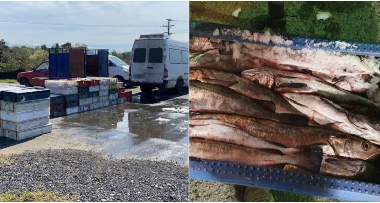 Merluza incautada Araucanía