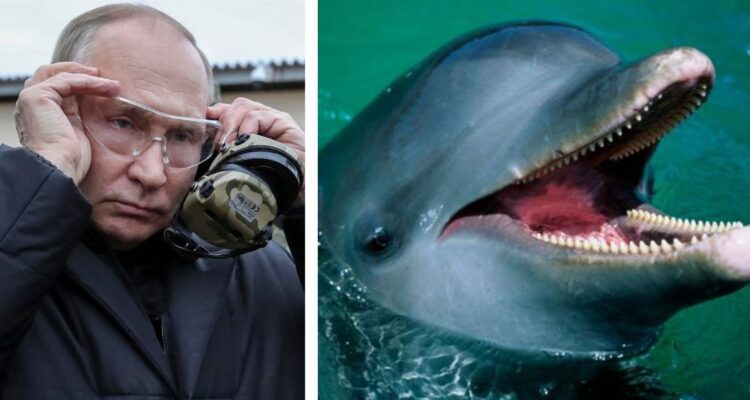 Acusa a Putin de ser el responsable de la muerte de 50 mil delfines en el mar Negro a causa de la guerra de Rusia contra Ucrania