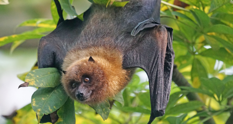 Murciélago colgado en un árbol. Nuevos virus Khosta-2 similar al Covid
