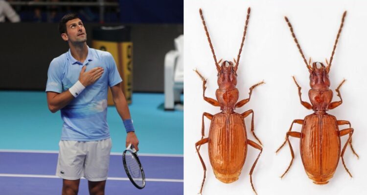 Nonak Insect Novak Djokovic ahora tiene insecto nombrado en su honor