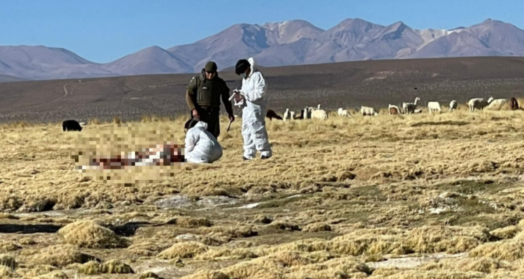 Nueva víctima de migración irregular en Colchane