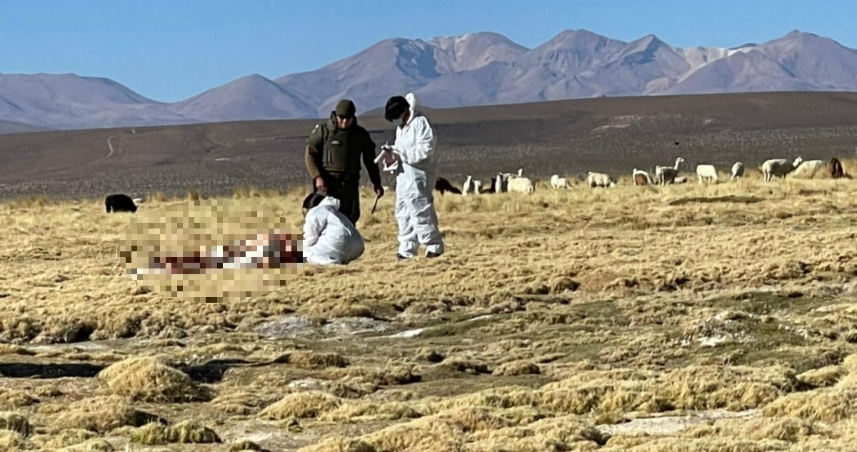 Nueva víctima de migración irregular en Colchane