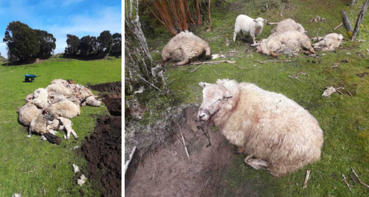 jauría perros ovejas Chonchi