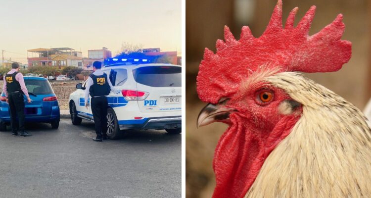 pdi-detiene-mujer-extranjera-maltrato-animal-gallo-pelea