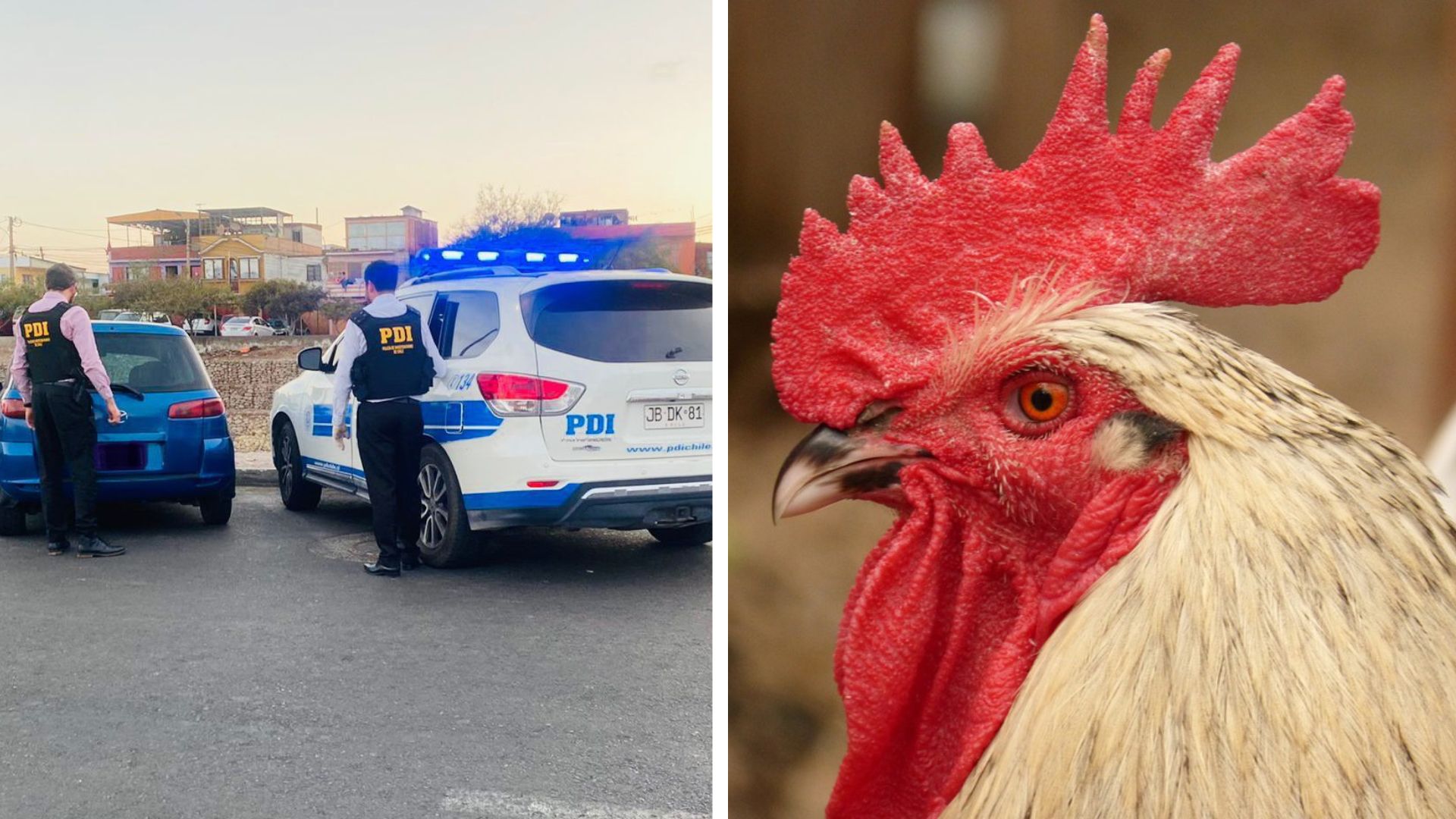 pdi-detiene-mujer-extranjera-maltrato-animal-gallo-pelea