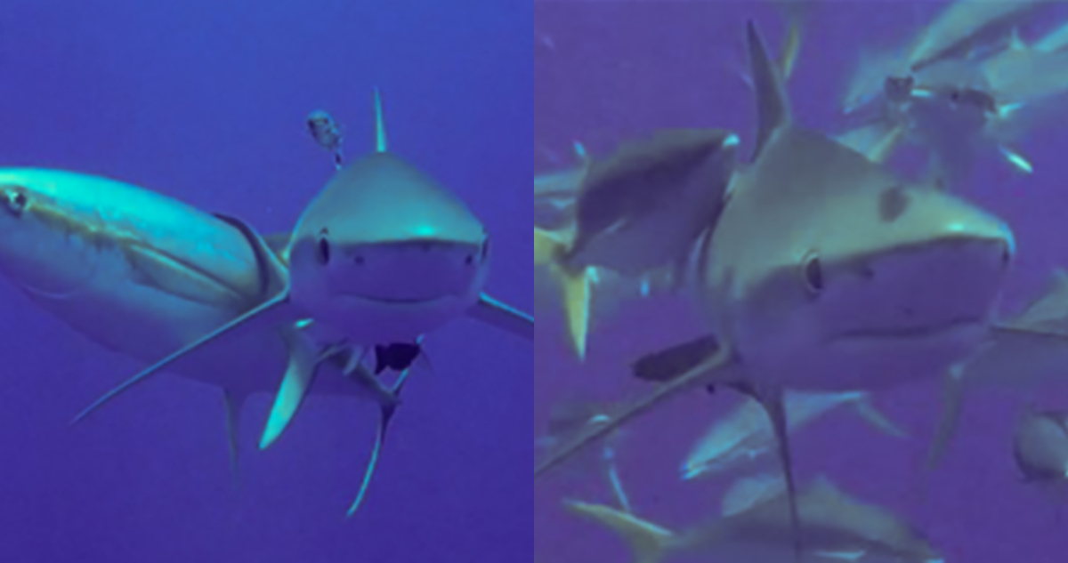 Peces y tiburones