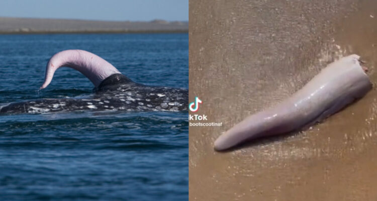 Genital de una ballena