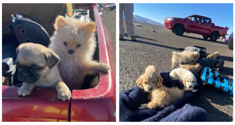 Detienen a boliviano por maltrato animal tras ser sorprendido con 10 perritos en mochilas: uno murió