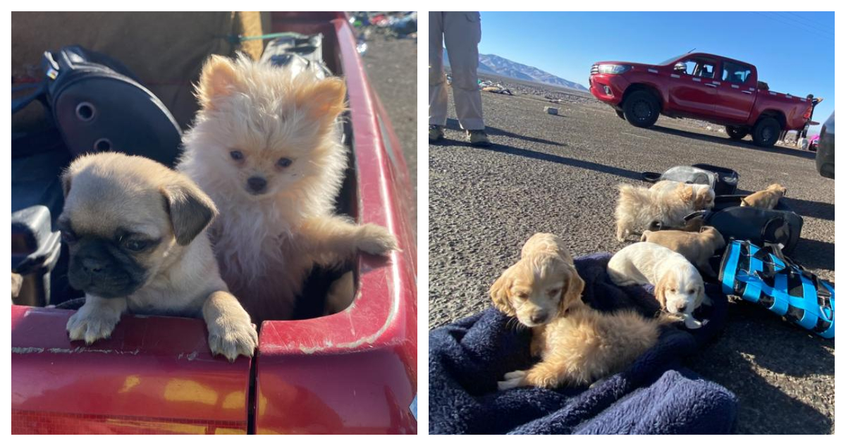 Detienen a boliviano por maltrato animal tras ser sorprendido con 10 perritos en mochilas: uno murió