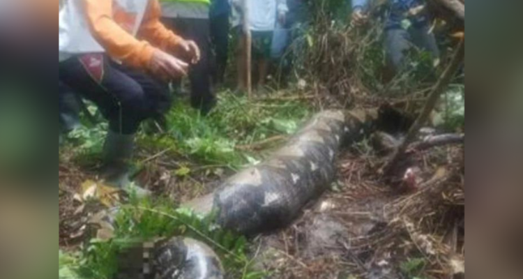 Mujer devorada por una pitón en Indonesia