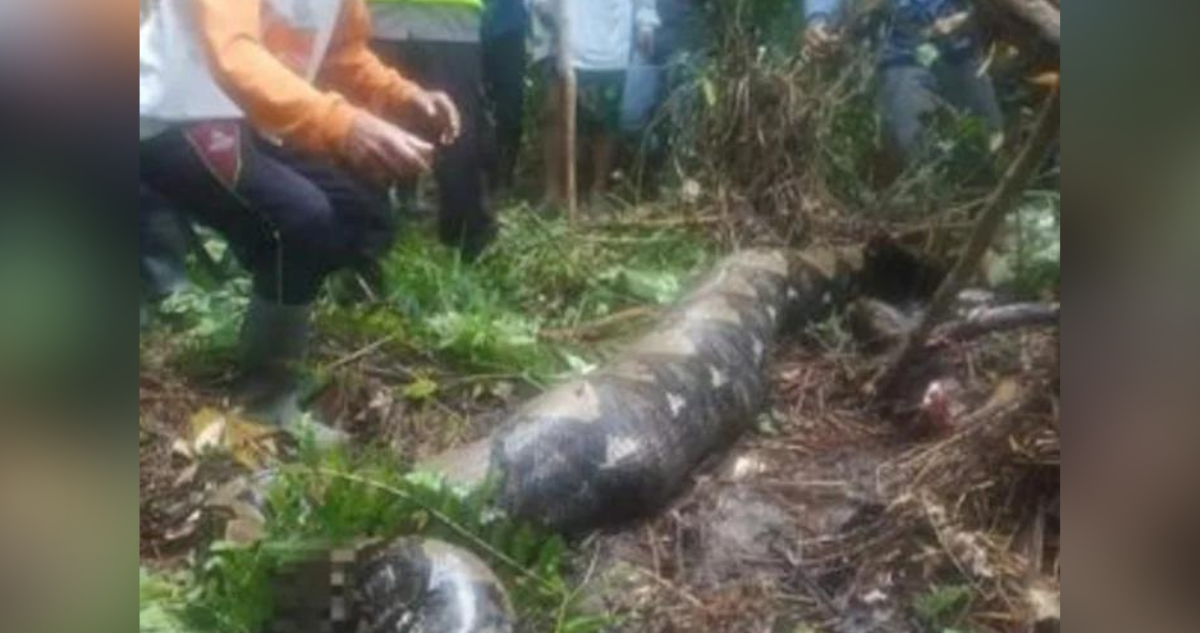 Mujer devorada por una pitón en Indonesia