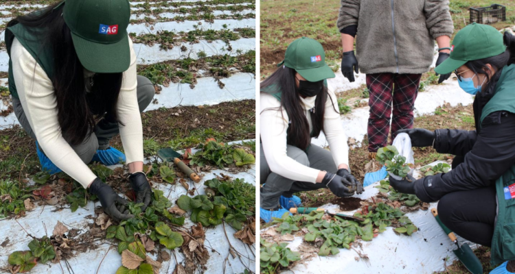 Plaga de gusano en frutillas de La Araucanía