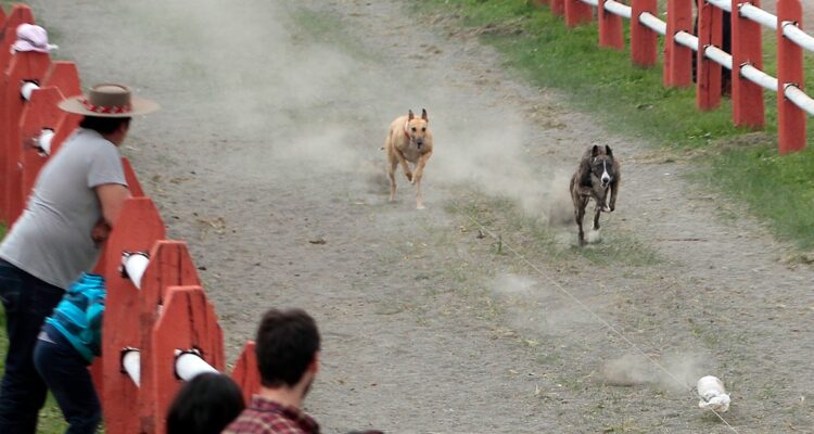Presentan proyecto para prohibir carreras de perros