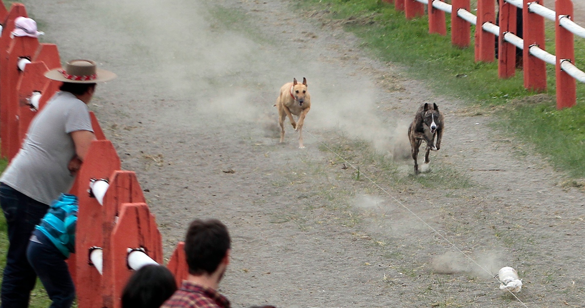 Presentan proyecto para prohibir carreras de perros