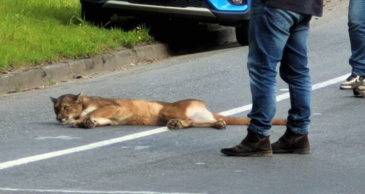 Puma herido en ruta de la madera