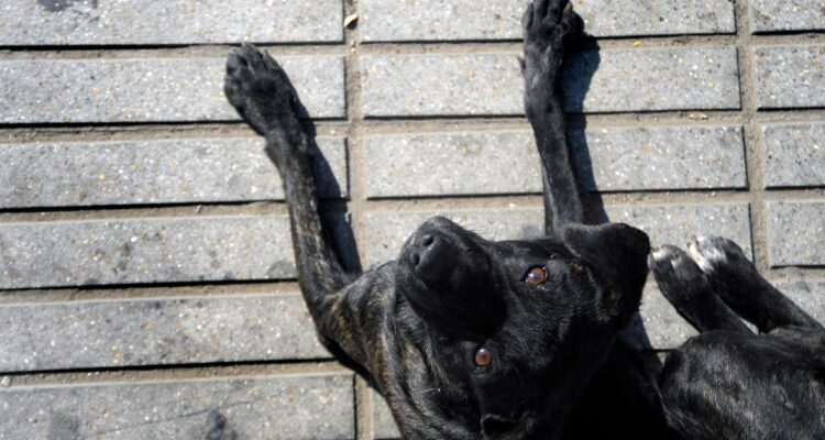 Querella por caso de zoofilia en Viña del Mar