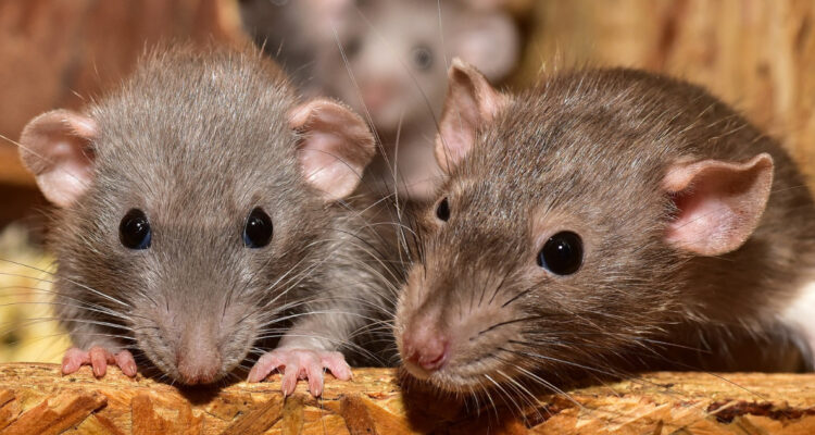 Células madre en ratones