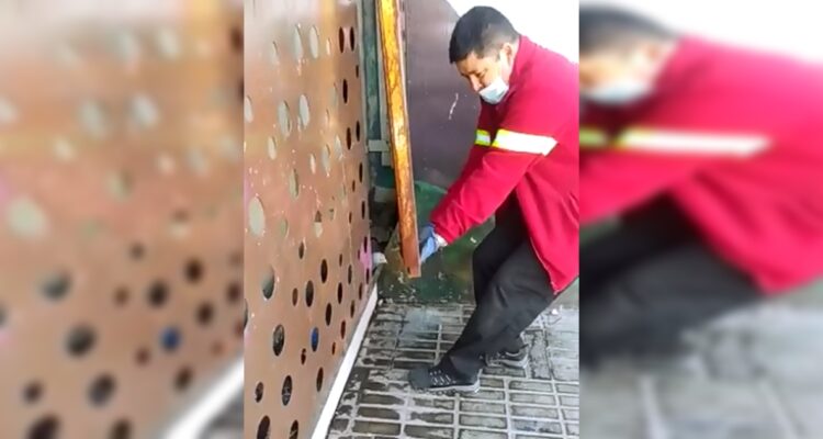 Vuela alto: liberan a paloma que estaba atrapada en estructura de una estación del Metro